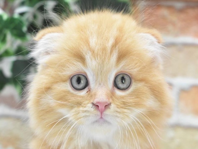 千葉県のスコティッシュフォールド (ペッツワン船橋習志野店/2024年5月5日生まれ/男の子/レッドタビーホワイト)の子猫